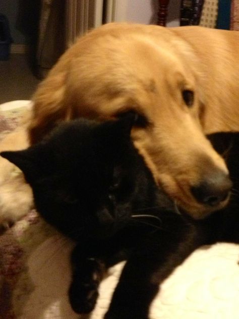 Snuggling w/ brother! Black Cat Golden Retriever Duo Aesthetic, Golden Retriever And Black Cat Couple, Angel Dynamite, Black Cat And Golden Retriever, Got Funny, Pics Of Celebrities, Perros Golden Retriever, Black Cat Aesthetic, Perfect Live