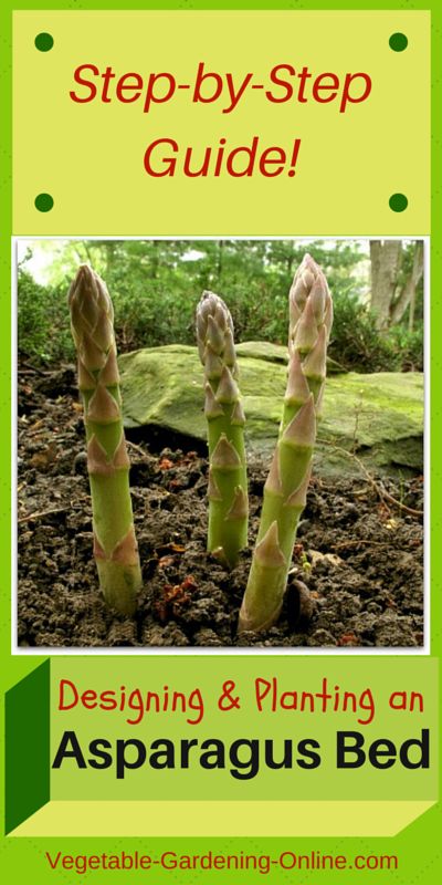 Asparagus Growing, Asparagus Bed, Plants And Their Uses, Asparagus Plant, Growing Asparagus, Vegetable Garden Raised Beds, Building A Raised Garden, Vegetable Garden For Beginners, Plants Growing