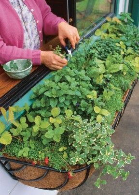 Window Box Herb Garden, Herb Garden Window, Shed Inspiration, Window Herb Garden, Kebun Herbal, Tanaman Pot, نباتات منزلية, Herb Garden Design, Kitchen Herbs