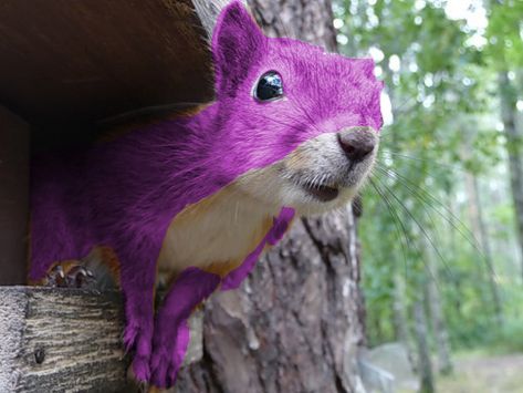 Squirrel Purple On Tree Whistle Blower, Purple Squirrel, Squirrels, Purple, Animals