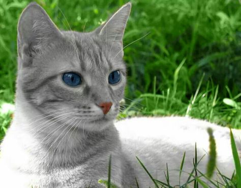 Blue eyes. Tabby Cat Pictures, Warrior Cat Names, Silver Tabby Cat, Cats Tumblr, Warriors Cats, Cat With Blue Eyes, Silver Cat, Warrior Cat, Cat Names