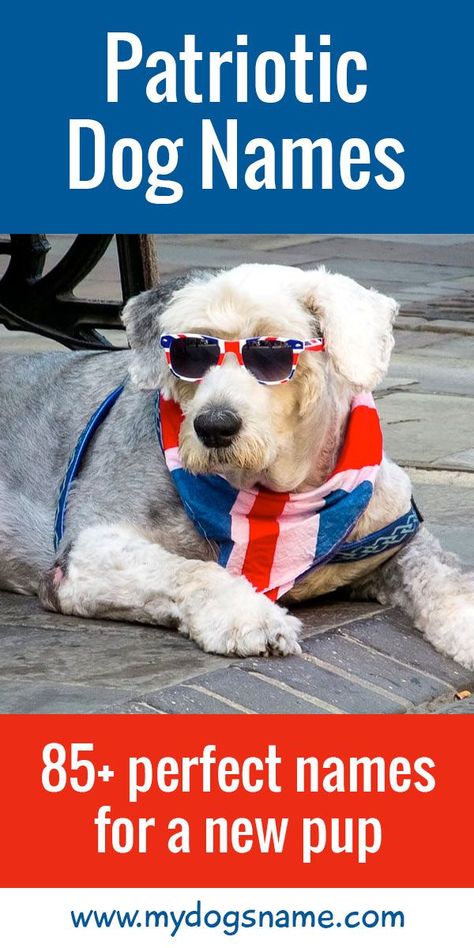 Patriotic dog names are a great way to show off your respect and love for the United States.  We’ve rounded up 85+ dog names that pay tribute to the nation of red, white and blue.  For these dog names, our list draws inspiration from patriotic words, historical figures, national monuments, states and cities, military terms and so much more!  #dogs #dognames #puppies Puppies Names Female, Patriotic Puppy, Military Terms, Dog Names Unique, Patriotic Words, Girl Dog Names, Female Dog Names, Cute Names For Dogs, Military Working Dogs