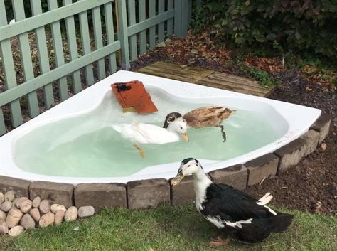 Duck Playground, Duck Enclosure, What To Feed Chickens, Keeping Ducks, Backyard Ducks, Duck Coop, Duck Farming, Raising Ducks, Duck And Ducklings