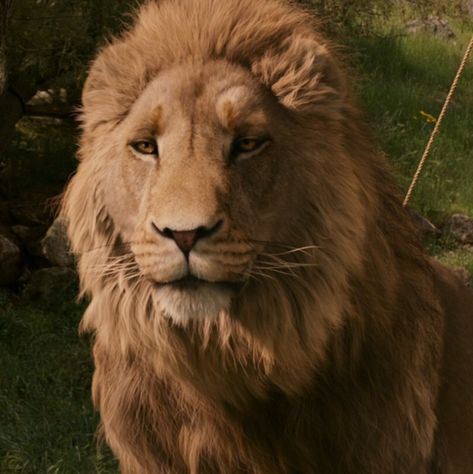 Narnia Makeup, Aslan The Lion, Ruthless Boys Of The Zodiac, Narnia Aslan, Narnia Lion, Human Animation, Male Cartoon, Male Cartoon Characters, Narnia 3