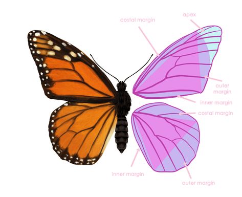 Butterfly Anatomy, How To Draw Wings, Butterfly Wing Pattern, Drawing Butterflies, Wing Anatomy, Laser Patterns, Draw Wings, Butterflies Wings, Butterfly Drawings