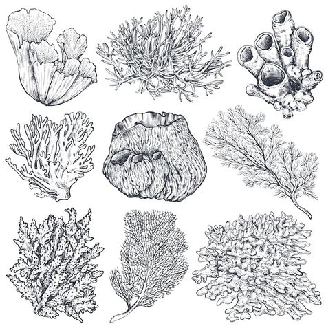 Sea Plants Drawing, Coral Reef Drawing, Coral Tattoo, Coral Drawing, Underwater Drawing, Marine Tattoo, Coral Reef Art, Plants Drawing, Ocean Plants