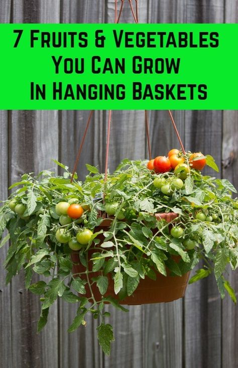 Planting fruits and veggies in hanging baskets saves space, time and provides you with lots of fresh food if done correctly. Here are our top 7 things you could grow in baskets. Hanging Vegetable Basket, Hanging Basket Garden, Hanging Fruit Baskets, Plants For Hanging Baskets, Hanging Flower Baskets, Vegetable Basket, Garden Makeover, All Fruits, Veg Garden