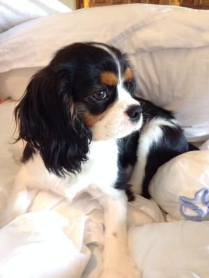 Cavalier King Charles Spaniel Puppy, Charles Spaniel Puppy, King Charles Spaniel Puppy, Cavalier King Spaniel, King Spaniel, Cavalier King Charles Spaniel Tricolor, King Charles Puppy, Cavalier King Charles Dog, Cavalier Puppy