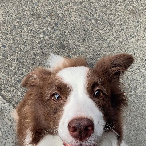 Happy National Border Collie Day! Here are a couple famous border collies: - Chaser, a border... Brown Border Collie Aesthetic, Brown Border Collie, Brown Border, Herding Dogs, Collie Dog, Border Collies, Guinea Pig, Border Collie, Dog Person