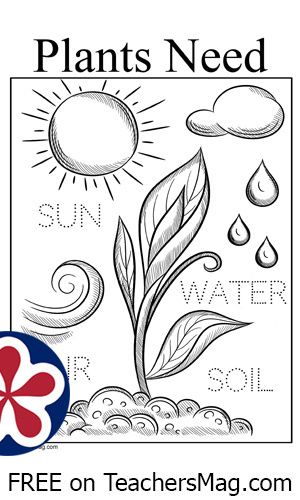 Plants Life Cycle Activities, Plant Life Cycle Worksheet, Tracing Words, Preschool Labels, Coloring Worksheets For Kindergarten, Plants Kindergarten, Plants Worksheets, Color Worksheets For Preschool, Words Worksheet