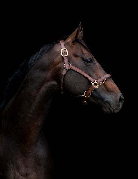 Rasy Koni, Patrick Swayze, Most Beautiful Animals, Thoroughbred Horse, Horse Portrait, Majestic Horse, Brown Horse, All The Pretty Horses, Equine Photography