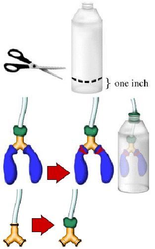 Lung Model, Human Body Projects, Human Body Science, Human Body Activities, Biology Projects, Science Camp, Science Crafts, 6th Grade Science, Biology Lessons