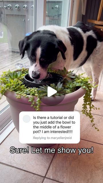 Dog Bowl Corner Ideas, Moss Dog Water Bowl, Dogs Water Bowl Ideas, Dog Bowl Succulent Planter, Dog Water Dish Planter, Flower Pot Dog Water Bowl, Dog Bowl Garden, Dog Bowl Planter Diy, Plant Water Bowl For Dogs