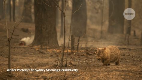 Out-of-control blazes have killed a billion wild animals. Those remaining will struggle to survive in a scorched landscape, Michael Clarke tells Nature. Wombat Pictures, Fire Animals, Animals In Australia, Hollow Tree, Forest Habitat, Le Cri, Kings Island, Australia Animals, Migratory Birds