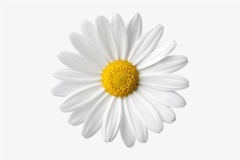 Flower White Background, Daisy Image, Photo Elements, Png Aesthetic, Flower White, Pastel Wallpaper, Backgrounds Free, Background Pictures, Backyard Decor