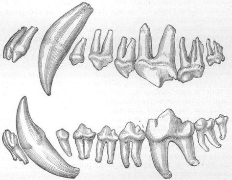 Wolf teeth Drawing Teeth, Teeth Anatomy, Teeth Illustration, Teeth Drawing, Tooth Tattoo, Dog Skull, Wolf Totem, Wolf Skull, Canine Tooth