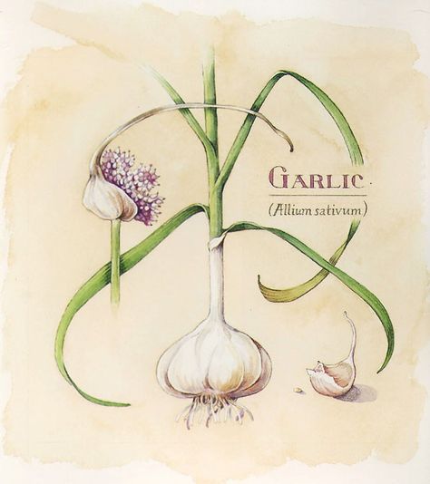 Garlic Plant Drawing, Garlic Botanical Illustration, Produce Tattoo, Garlic Drawing, Garlic Illustration, Botanical Plate, Garlic Flower, Allium Sativum, Scientific Drawing