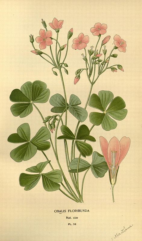 Oxalis Floribunda, Bent woodsorrel, Pink sorrels, Yellow sorrels , Shamrock oxalis, Sourgrass. Illustration ... Illustration Botanique Vintage, Botanisk Illustration, Favourite Flowers, Illustration Botanique, Botanical Illustration Vintage, Vintage Botanical Prints, Botanical Painting, Scientific Illustration, Vintage Poster Art