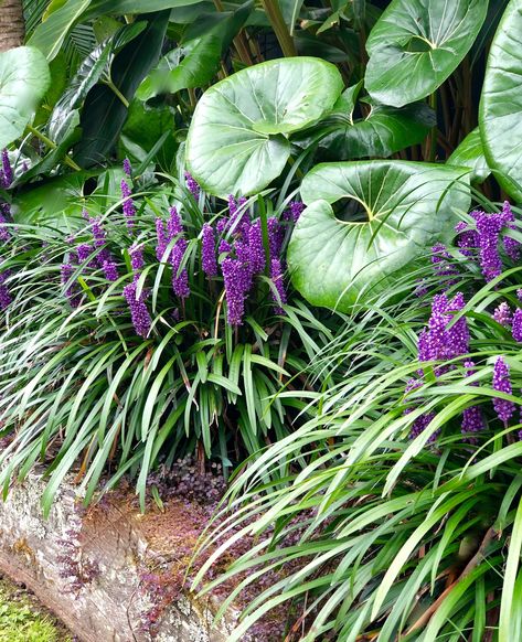 Liriope plants Liriope Landscape, How To Plant Trees, Tropical Backyard Landscaping, Courtyard Plants, Small Tropical Gardens, Plants Tips, Tropical Landscape Design, Landscape Design Ideas, Tropical Backyard