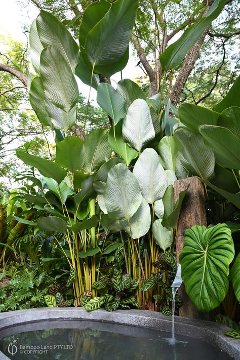 Calathea Lutea, Tropical Backyard Landscaping, Plants Tropical, Privacy Plants, Calathea Plant, Tropical Garden Design, Tropical Backyard, Garden Privacy, Patio Pots