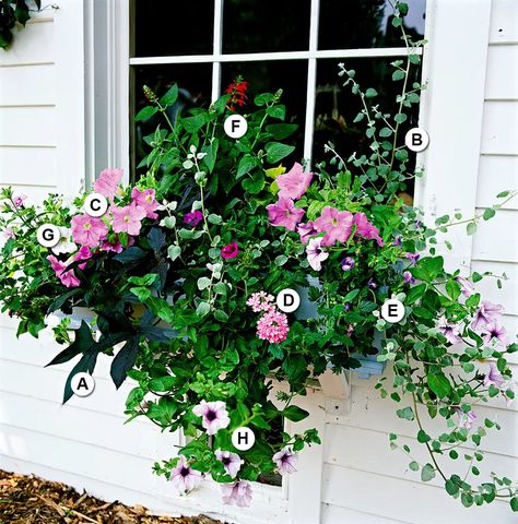 Salad Container Garden, Petunia Tattoo, Licorice Plant, Window Box Garden, Sweet Potato Vine, Scented Geranium, Plant Window, Window Box Flowers, Window Planters