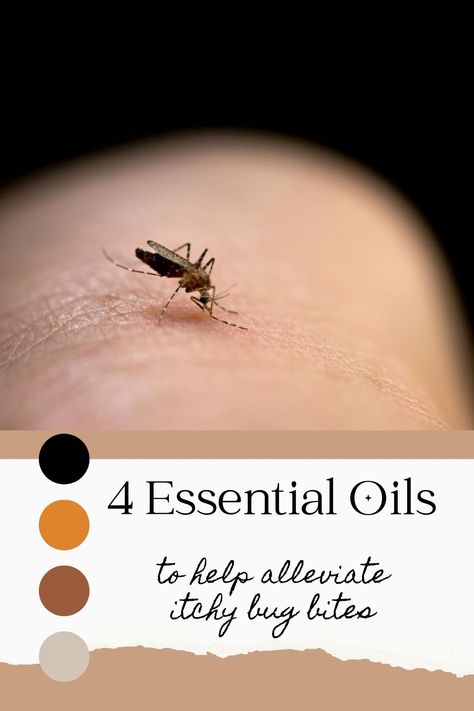 "Bug Bite Busters! 🐜: Top 4 Essential Oils for Itch Relief" Doterra Mosquito Itch Relief, Misquote Itch Relief, Essential Oils For Rash, Bug Bite Swelling, Mosquito Bite Itch Relief, Essential Oils For Mosquitoes, Mosquito Bite Relief, Mosquito Bite Itch, Itchy Bug Bites