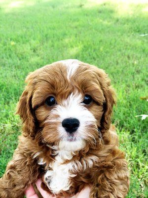 Contests - $100 weekly giveaways and prizes Cavapoo Breeders, Crockett Doodles, Cavapoo Puppy, Cavapoo Puppies For Sale, Puppy Grooming, Cavapoo Puppies, Psy I Szczenięta, Doodle Puppy, Hypoallergenic Dogs