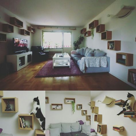 Our cat highway Hallway Cat Shelves, Living Room Cat Shelves, Cat Highway Ideas, Cat Highway Diy, Cat Super Highway, Cat Bookshelves, Cat Wall Shelves Catwalks, Cat Superhighway, Cat Highway