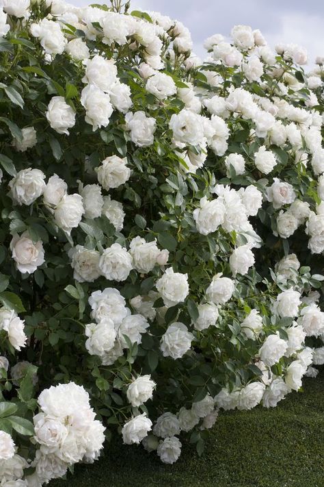 Looking for an improved, more disease-resistant landscape rose that blooms and blooms with dense, pure-white flowers on a compact shrub? Icecap™ Rose is for you! Mass or pot-up. Full sun. Fast, reaches up to 3 ft. tall and wide. Zone: 5 – 9 Fast Growing Shrubs, Landscaping With Roses, Hybrid Tea Rose, Meteor Garden 2018, Shrub Roses, Garden Shrubs, Starting A Garden, Moon Garden, Hybrid Tea Roses