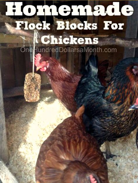 DIY Homemade Flock Blocks For Chickens - One Hundred Dollars a Month Chicken Hacks, Flock Block, Chicken Pecking, Chicken Flock, Chicken Care, Chicken Snacks, Diy Chicken, Coop Plans, Chicken Feed