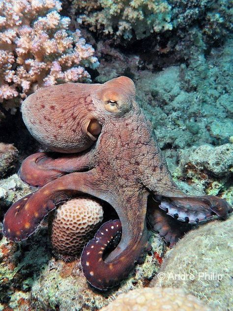 Squid And Octopus, Octopus Photography Underwater, Octopus Reference, Octopus Aesthetic, Tattoos Fish, Octopus Underwater, Octopus Photography, Octopus Facts, Octopus Photos