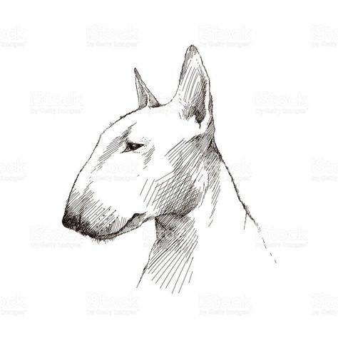 Vector sketch of Bull terrier dog head isolated on white. royalty-free stock vector art Mini Bull Terrier, Bull Terrier Tattoo, Terrier Tattoo, Dog Breeds That Dont Shed, Dog Drawing Simple, Bull Terrier Art, Dog Breed Names, Mini Bull Terriers, Dog Line Art