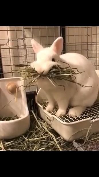 #bunny #funny Bunny On Leash, Fun Things To Do With Your Bunny, Cute Bunnies Videos, Lennon The Bunny, Cute Bunny Videos, Bunnies Videos, Cute Bunny Video, Rabbits Videos, Mini Rex Bunnies