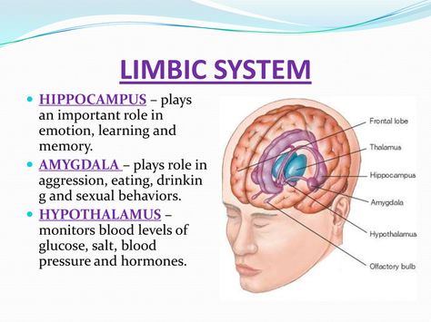 Brain Anatomy And Function, Medical Study, Anatomy Medical, Psychology Studies, Brain Facts, Limbic System, Brain Anatomy, Medical School Studying, Human Anatomy And Physiology