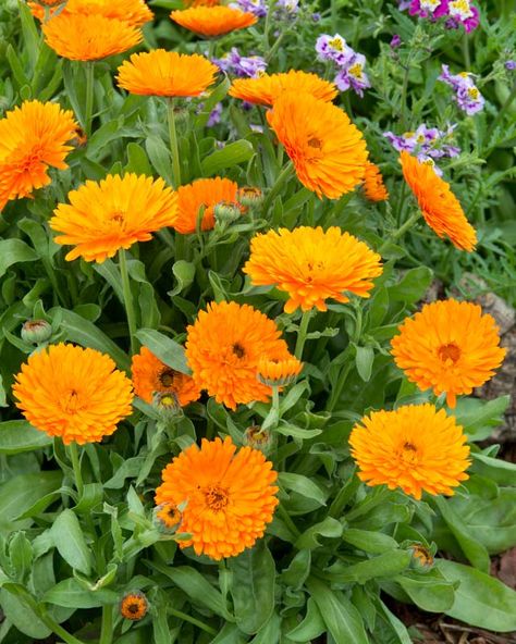 Noted for its impressive garden performance, Calendula officinalis 'Candyman Orange' (Pot Marigold) is a low-growing, bushy annual with aromatic, lance-shaped dark green foliage and large, fully double, deep orange flowers. Blooming from late spring until the first frost, Pot Marigold is easy to grow and maintain. It has a wide range of uses and every garden should have Calendula in it. Insect Repellent Plants, Pot Marigold, Companion Gardening, Calendula Officinalis, Calendula Flower, Zinnia Flowers, Flowers Blooming, Plant Guide, Marigold Flower