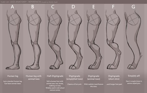 Legs anatomy references by Wolfy-Nail -- Fur Affinity [dot] net Digilegs Drawing, Human Legs Anatomy, Human With Animal Legs Drawing, Dog Leg Anatomy, Anthro Animals Anatomy, Digitigrade Legs Tutorial, Animal Leg Reference, Dog Leg Reference, Digitigrade Legs Drawing Poses