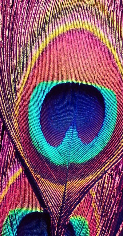 PEACOCK FEATHER Macro Fotografie, Peacock Colors, Pink Peacock, Peacock Art, Peacock Print, Purple Walls, Feather Art, Birds Tattoo, Peacock Feathers