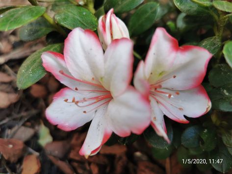 Azalea Japonica, Plants, Flowers