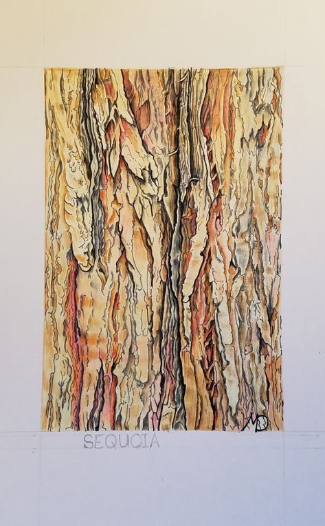 Watercolor Tree Bark, Tree Bark Drawing, Tree Bark Painting, Bark Drawing, Tree Bark Art, Nature Weaving, Tree Sketch, Tree Bark Texture, Section Drawing