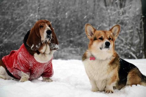 Sadie Kincaid, Corgi Mix Puppies, Basset Puppies, Basset Hound Mix, Basset Hound Puppy, Hound Puppies, Corgi Mix, Medium Sized Dogs, Welsh Corgi