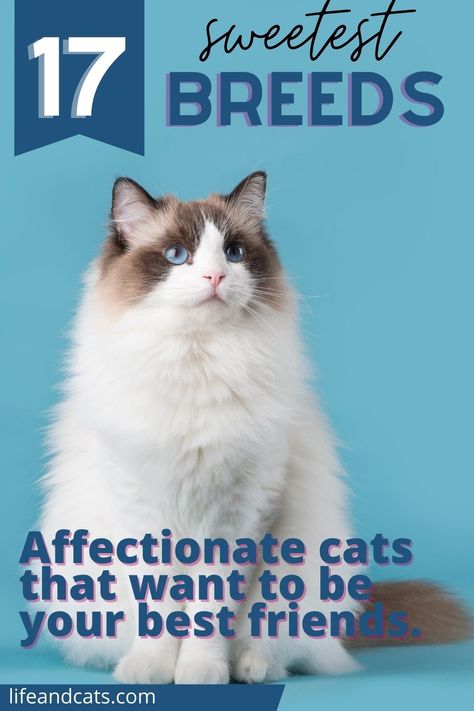 Affectionate Cat Breeds, Long Hair Cats Breeds, Friendly Cat Breeds, Cat Types, Types Of Cats Breeds, Different Cat Breeds, Fluffy Cat Breeds, Cat Breeds Hypoallergenic, Cat Breeds Chart