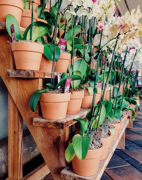 Once Professor Sprout, Grow Orchids, Orchids Care, Repotting Orchids, Indoor Orchids, Gardening Indoors, Orchid Plant Care, Orchid House, Garden Paradise