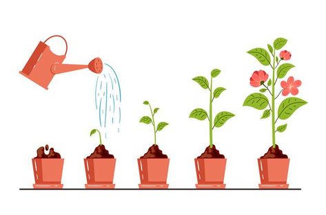 Watering Trees, Apple Sketch, Name Of Vegetables, Tree Outline, Plant Structure, Plant Life Cycle, Vector Flowers, Plant Illustration, Plant Growth