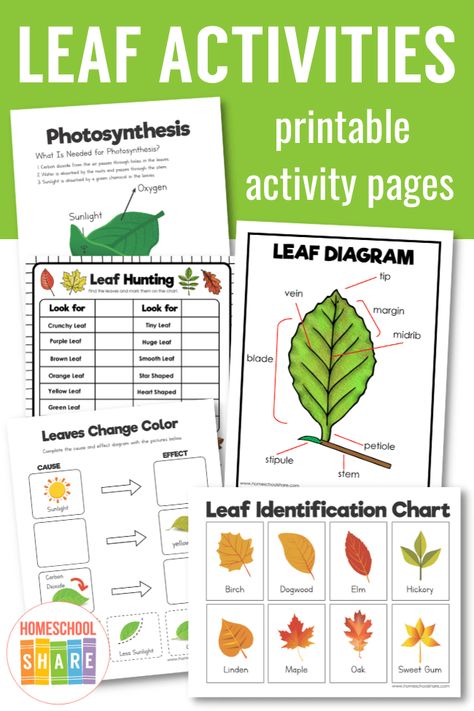 Leafman Activities, Leaf Kindergarten Activities, Leaf Identification For Kids, Parts Of A Leaf Free Printable, Leaf Thief Activity, Leaf Stem Activities, Parts Of A Leaf Worksheet, Leaf Man Activities, Leaf Worksheet