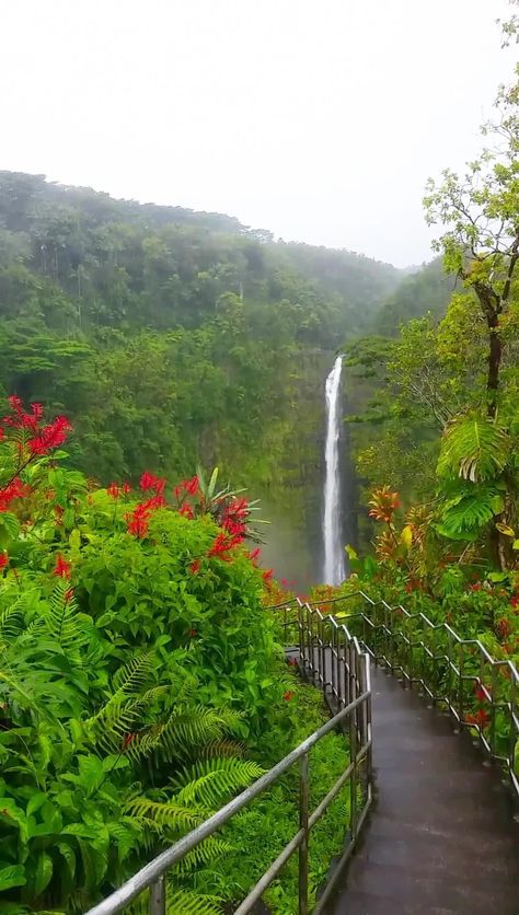 Travel Hawaii video, vacations ideas. Akaka Falls. best waterfall hikes in Hawaii. best things to do in Big Island, near hilo or day trip from kona. state park on big island waterfall hiking trail. Outdoor travel tips. beautiful places for world bucket list, wanderlust inspiration, tropical islands, pictures, photography. waterfalls in the US. usa. united states. #flashpackingamerica Akaka Falls, World Bucket List, Big Island Hawaii, Hawaii Vacation, Big Island, Vacation Ideas, State Park, Bucket List, Beautiful Places