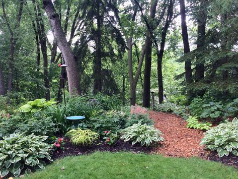 Woodland Yard Ideas, Plants For Wooded Area, Garden In The Woods Ideas, Landscape Ideas Shaded Area, Woodsy Backyard Landscape, Yard In The Woods, Landscaping For Wooded Areas, Landscaping In Woods, Wooded Backyard Landscape Forests