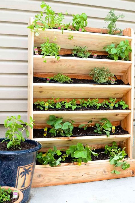 Create a DIY vertical garden for the perfect small space garden solution. This cedar herb garden has a lot of space to grow your favorite herbs and plants. Includes a tutorial for a built in drip watering system will help make watering your vertical garden even easier. Get the free build plans at Housefulofhandmade.com. Diy Vertical Garden, Hanging Herb Garden, Vertical Garden Indoor, Vertical Garden Design, Hanging Herbs, Vertical Vegetable Garden, Diy Herb Garden, Diy Planter Box, Vertical Herb Garden