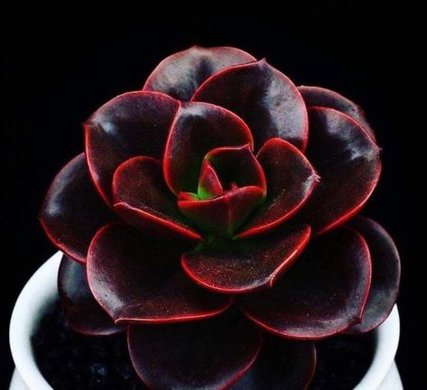 gorgeous echeveria Red Succulents, Garden Cactus, Gardens Flowers, Succulent Garden Design, Succulent Garden Diy, Colorful Succulents, Succulent Gardening, Decoration Plante, Unusual Plants