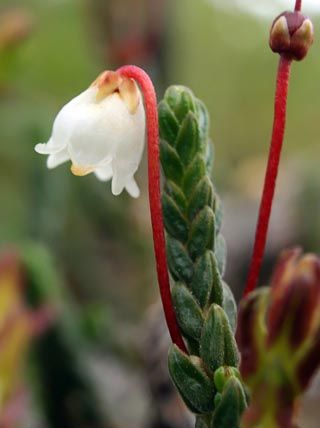 Arctic Flowers, Nunavut Canada, Heather Plant, Overwintering, White Heather, Black Water, Flower Lights, Heather White, Perennials