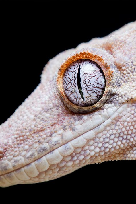 White Snake Reptile Eye, Gargoyle Gecko, Regard Animal, Extraordinary Life, Reptiles And Amphibians, Animal Photo, Gecko, Nature Animals, Amphibians